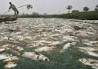  Waduh! Ribuan Ikan Mengapung di Sungai Tiu, Apa yang Terjadi?